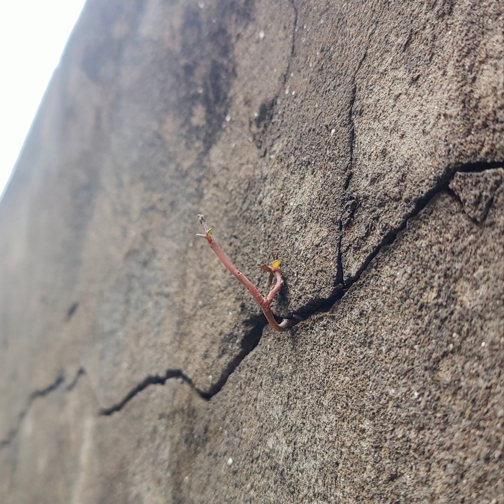 Exploring India; A&nbsp;dream