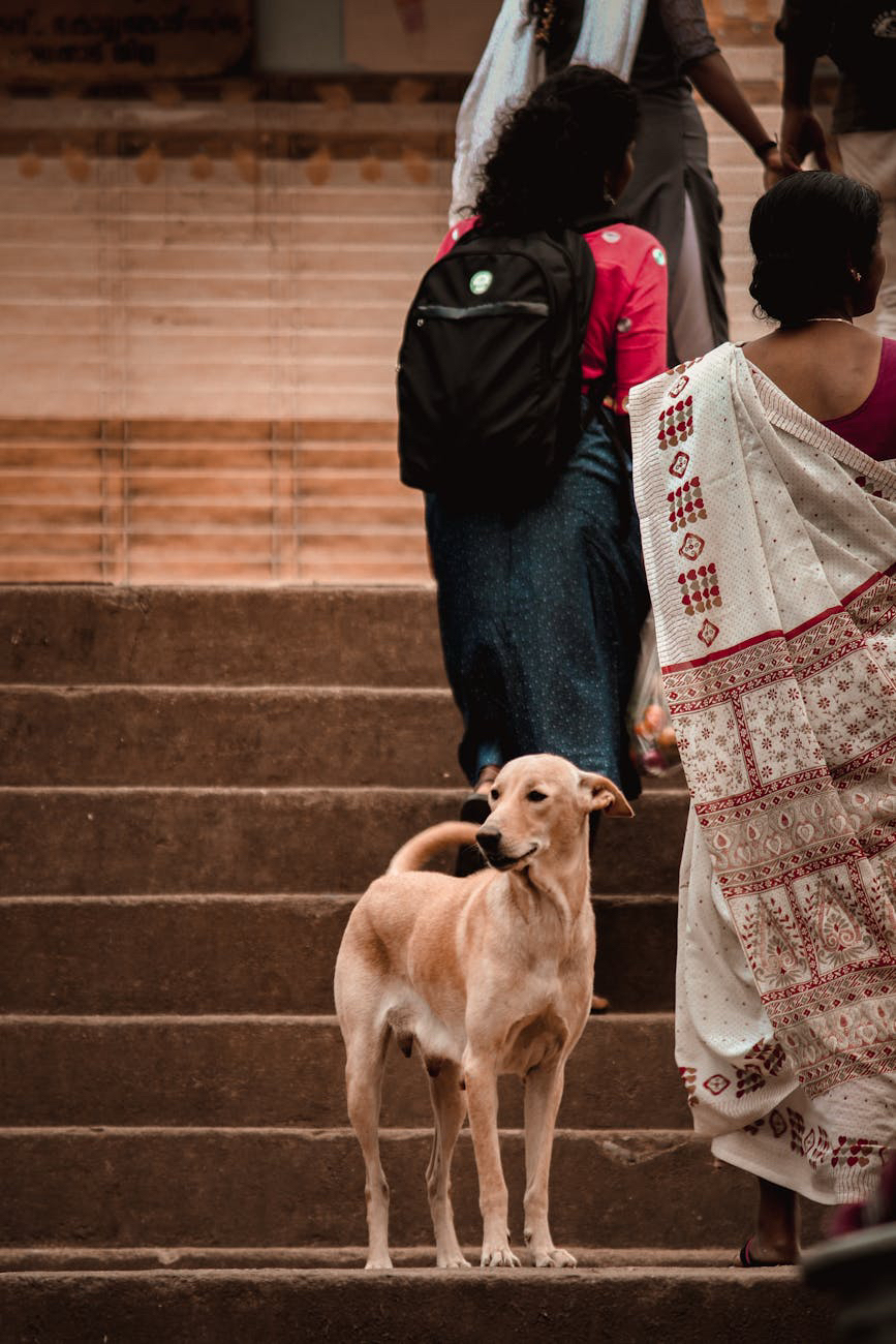 A deep question and sincere apologies to our pets…