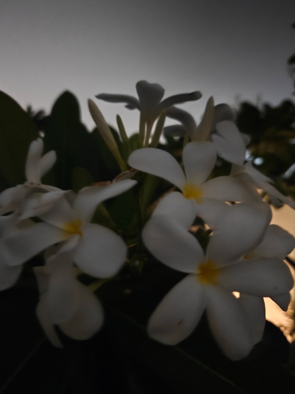 Turmeric milk for immunity and a vision of the past…