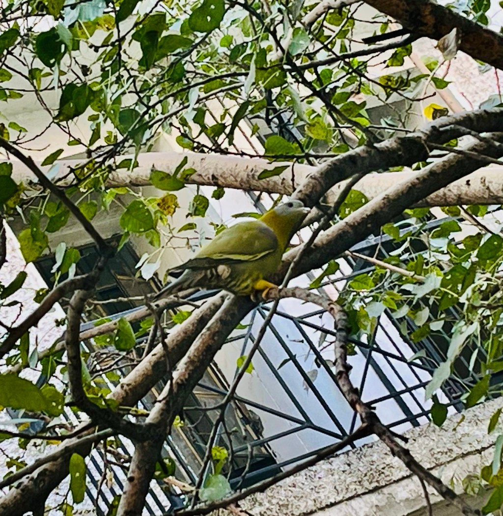 The polluted fresh air and a feasible dream home…!