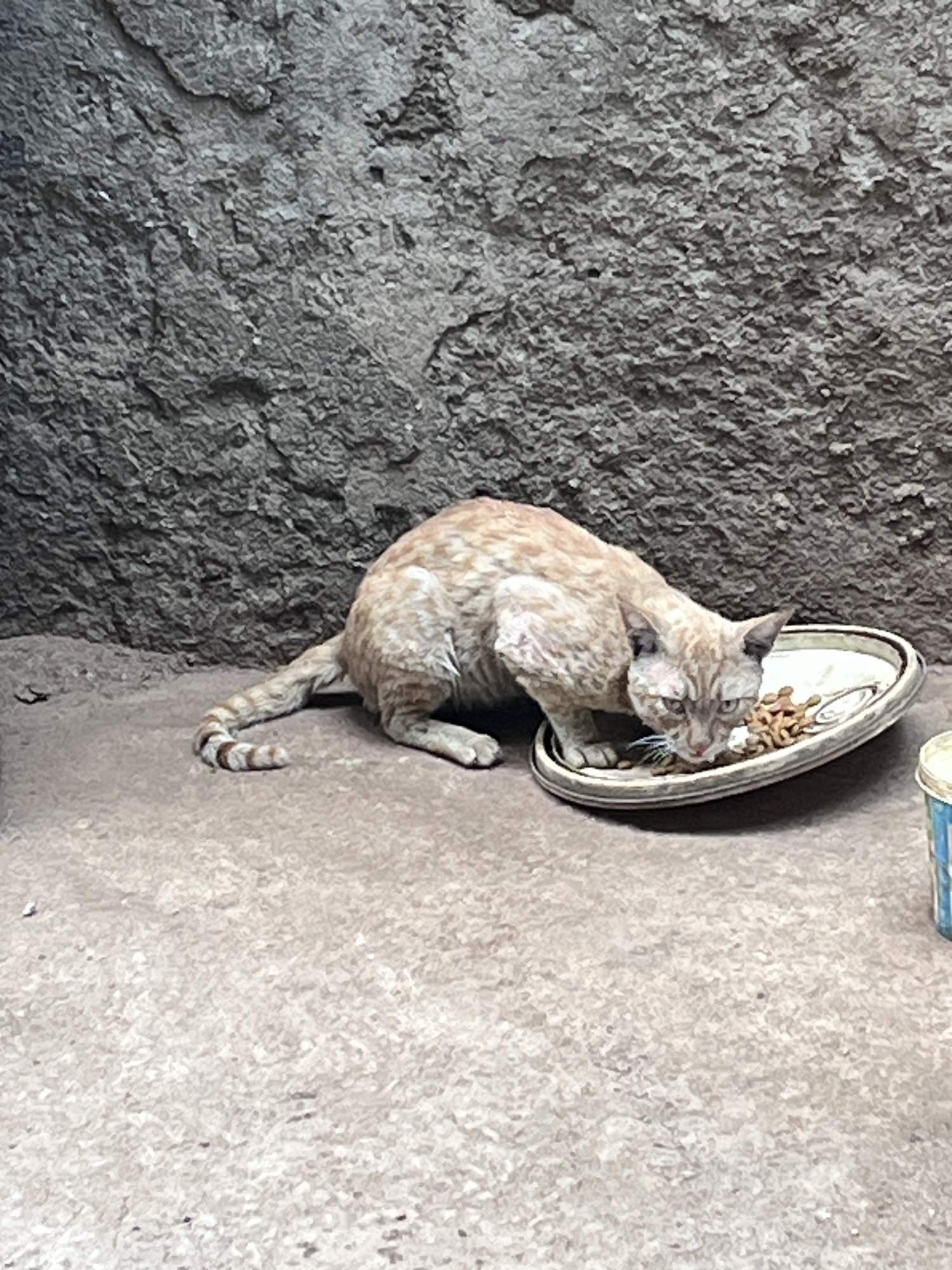 Curiosity made the cat wiser…!